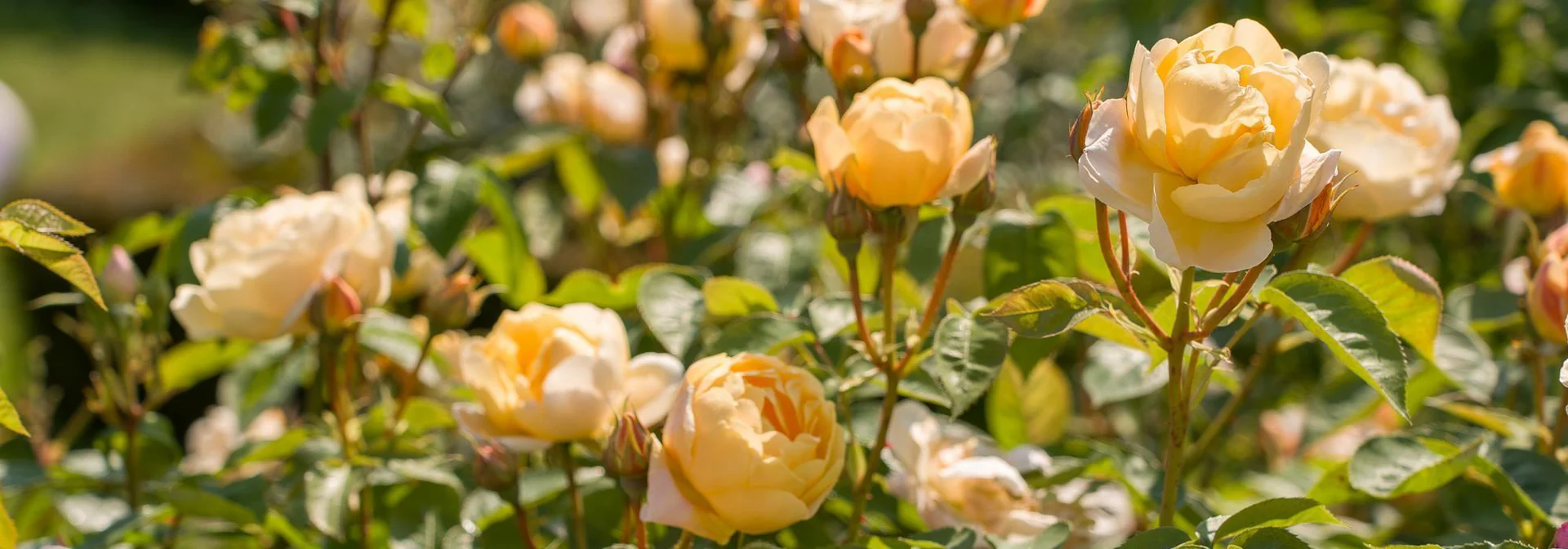 Timeless Elegance in Every Bloom