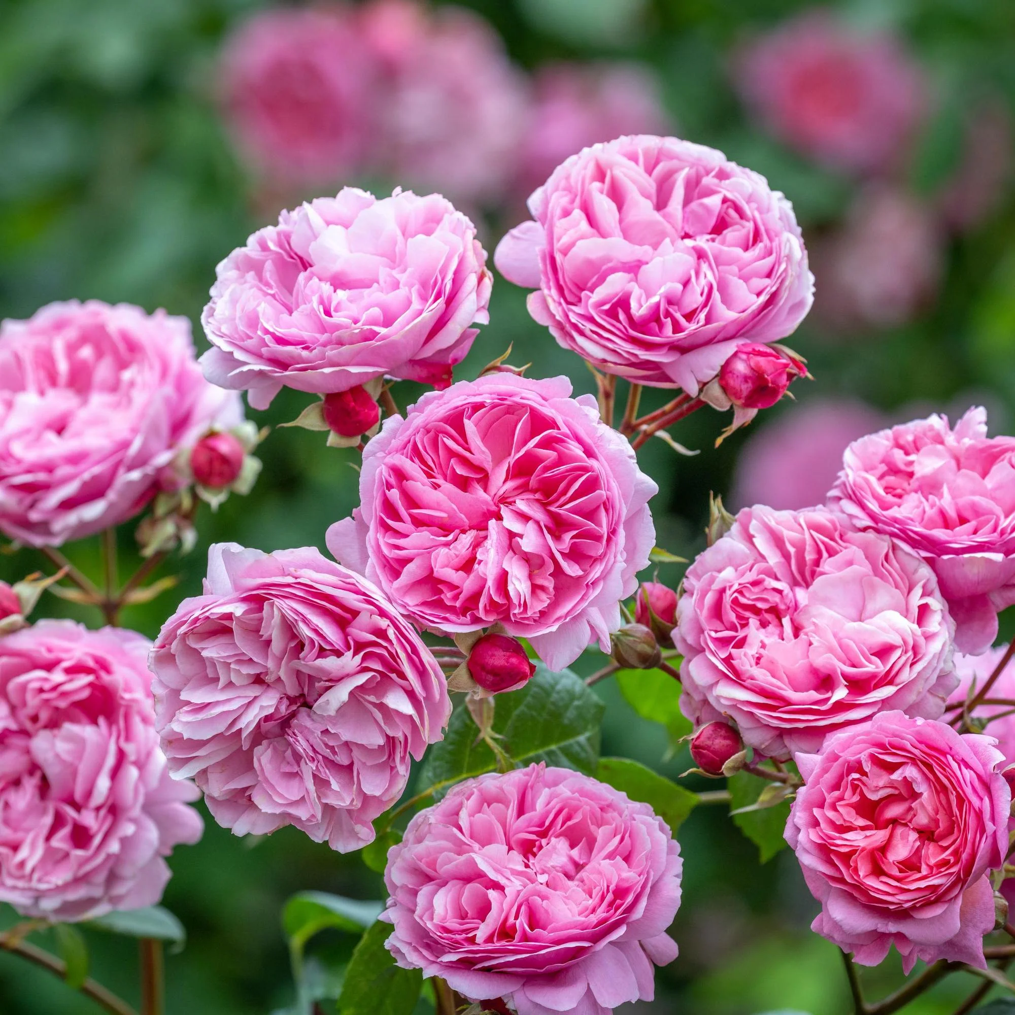 Best For Flowering